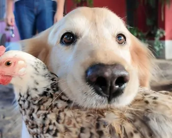 Imagem ilustrativa da imagem Golden retriever e galinha viram dupla inseparável em Castelo e encantam a web