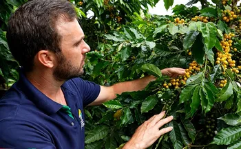 Imagem ilustrativa da imagem Café mais resistente com cultivo orgânico no campo capixaba