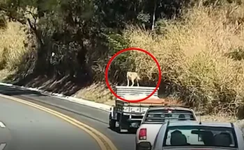 Imagem ilustrativa da imagem Caramelo é flagrado em cima de teto de carro em movimento no Sul do ES