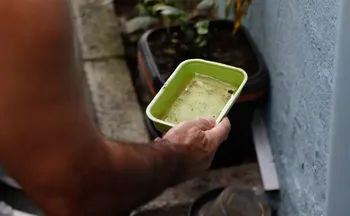 Imagem ilustrativa da imagem El Niño pode aumentar casos de chikungunya e dengue no Brasil