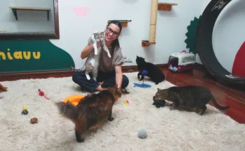 Imagem ilustrativa da imagem Famílias do ES já têm mais de 1,8 milhão de cães e gatos