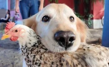 Imagem ilustrativa da imagem Golden retriever e galinha viram dupla inseparável em Castelo e encantam a web