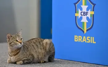 Imagem ilustrativa da imagem Internautas relembram 'maldição do gato' após eliminação da seleção