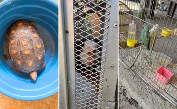 Imagem ilustrativa da imagem Mulher é detida suspeita de manter 13 animais silvestres em cativeiro em Vila Velha