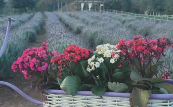 Imagem ilustrativa da imagem Roteiros de campos de flores nas montanhas do ES