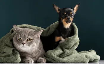 Imagem ilustrativa da imagem Vitória vai ter mapeamento inédito de animais
