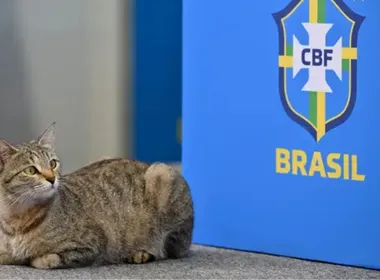 Imagem ilustrativa da imagem Internautas relembram 'maldição do gato' após eliminação da seleção