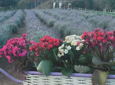 Imagem ilustrativa da imagem Roteiros de campos de flores nas montanhas do ES