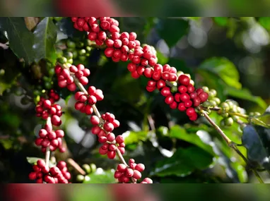 Imagem ilustrativa da imagem 3 Origens cafeeiras e um destino