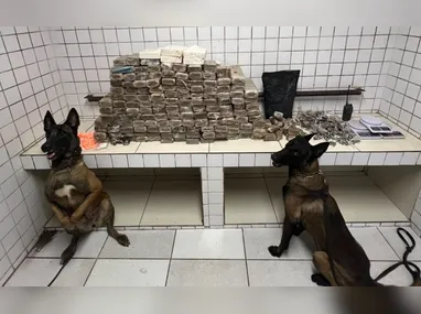 Imagem ilustrativa da imagem Cães da Polícia Militar encontram carga de drogas na Serra