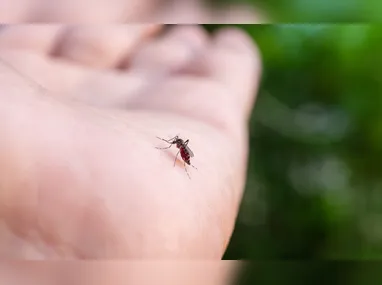 Imagem ilustrativa da imagem Em experimento, mosquitos Aedes aegypti aprendem a gostar de repelente
