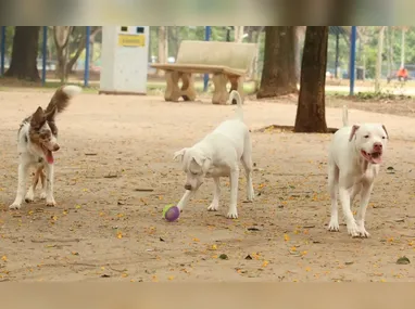 Momento em que pai suspeito de matar a filha, Olga Beatriz Santos da Silva, é preso no MT