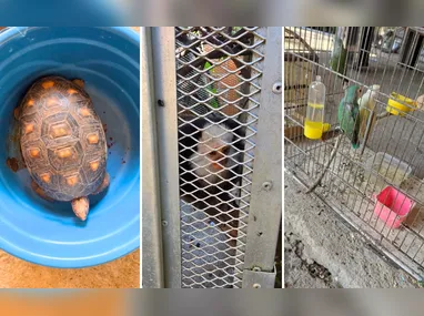 Entre os animais estavam 18 ouriços-pigmeus africanos, incluindo filhotes, e duas cobras-do-milharal; investigação apura possível comércio ilegal