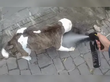 Imagem ilustrativa da imagem PM precisa usar spray de pimenta em pitbull durante ataque contra poodle