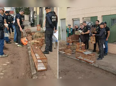 Imagem ilustrativa da imagem Polícia apreende 22 aves silvestres sendo comercializadas ilegalmente em Vila Velha