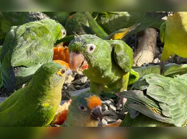 A Guarda Municipal de Vila Velha pode ser acionada pelo telefone 153 em situações que envolvam animais silvestres.