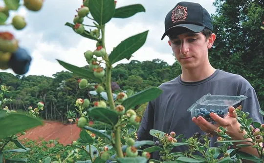 Imagem ilustrativa da imagem Tribuna agro: fruta que custa mais de R$ 100 o quilo ganha força no ES