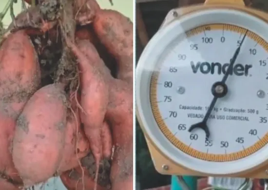 Imagem ilustrativa da imagem Batata-doce de mais de 6 kg colhida no Estado