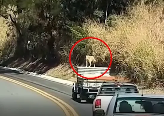 Imagem ilustrativa da imagem Caramelo é flagrado em cima de teto de carro em movimento no Sul do ES