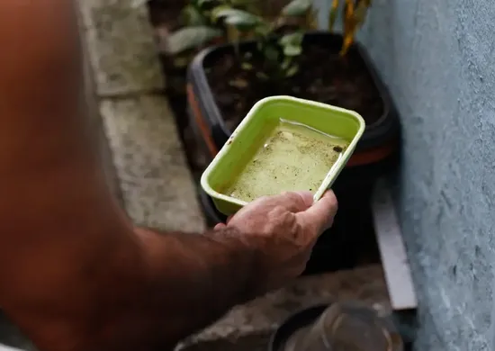 Imagem ilustrativa da imagem El Niño pode aumentar casos de chikungunya e dengue no Brasil