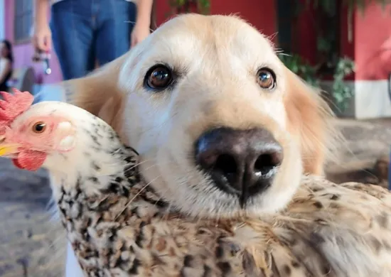 Imagem ilustrativa da imagem Golden retriever e galinha viram dupla inseparável em Castelo e encantam a web