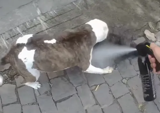 Imagem ilustrativa da imagem PM precisa usar spray de pimenta em pitbull durante ataque contra poodle