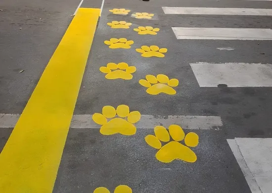 Imagem ilustrativa da imagem Patarela: conheça iniciativa inédita para proteger os animais no ES