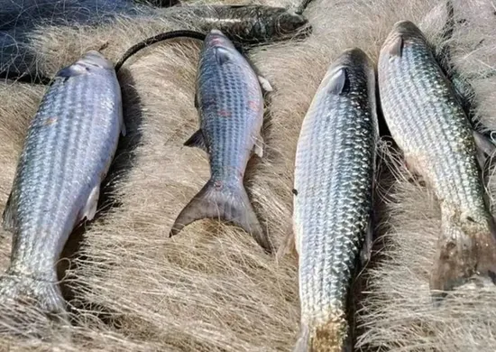Imagem ilustrativa da imagem Pesca de tainha na modalidade arrasto de praia está suspensa