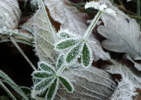 Imagem ilustrativa da imagem Potente massa de ar frio pode trazer neve a dois estados do Brasil. Veja quais