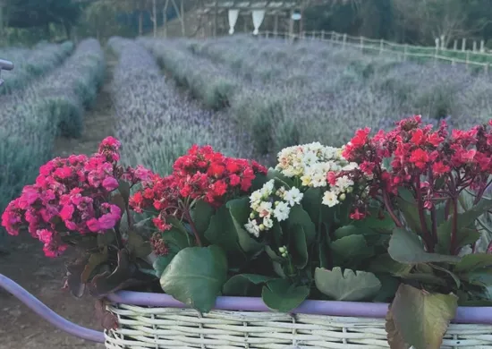 Imagem ilustrativa da imagem Roteiros de campos de flores nas montanhas do ES