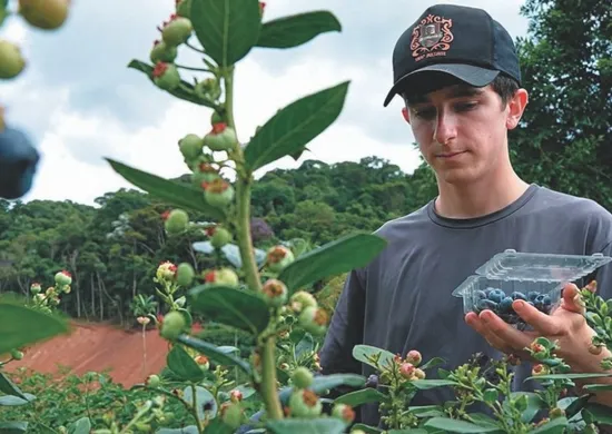 Imagem ilustrativa da imagem Tribuna agro: fruta que custa mais de R$ 100 o quilo ganha força no ES