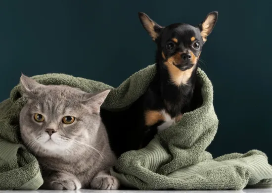 Imagem ilustrativa da imagem Vitória vai ter mapeamento inédito de animais
