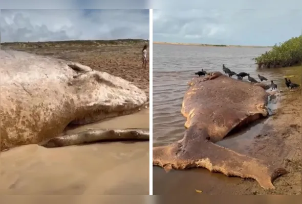 Imagem ilustrativa da imagem Baleias são encontradas mortas no litoral norte do Espírito Santo