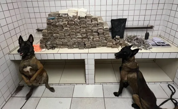 Imagem ilustrativa da imagem Cães da Polícia Militar encontram carga de drogas na Serra