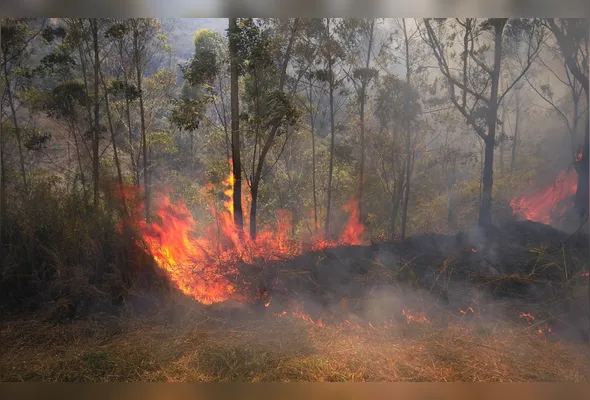 Imagem ilustrativa da imagem El Niño pode trazer ondas de calor, incêndios e chuvas irregulares, alerta governo