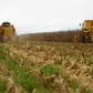 A Copa do agro já é nossa