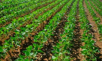 Imagem ilustrativa da imagem Projeto estuda novas linhas de financiamento para o agro no ES
