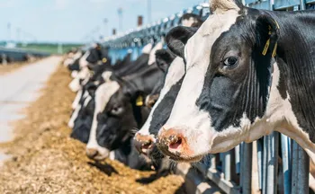 Imagem ilustrativa da imagem União Europeia suspende carnes do Brasil; entenda impacto e próximos passos