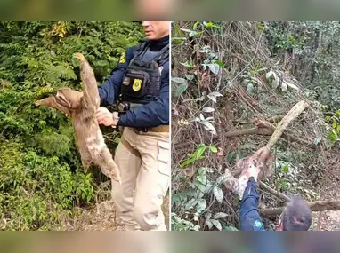 Apesar da sequência de impactos, o motorista não se feriu