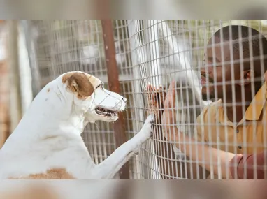 Imagem ilustrativa da imagem Cérebro de cachorros capta várias emoções no rosto humano, diz estudo