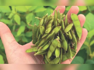 Imagem ilustrativa da imagem Soja abre nova fronteira para o agronegócio no Espírito Santo