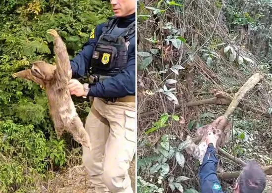 Imagem ilustrativa da imagem Bicho-preguiça em situação de risco é resgatado às margens da BR-101 em São Mateus