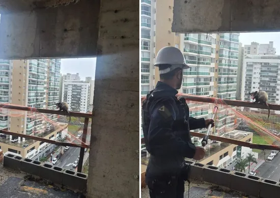 Imagem ilustrativa da imagem Gambá é resgatado no 8º andar de um prédio em construção em Itaparica