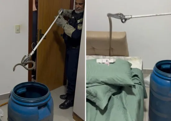 Imagem ilustrativa da imagem Serpente é resgatada dentro de quarto em Vila Velha