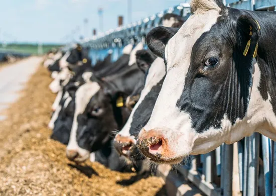 Imagem ilustrativa da imagem União Europeia suspende carnes do Brasil; entenda impacto e próximos passos