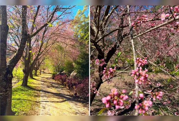 Bosque das Cerejeiras em Alfredo Chaves