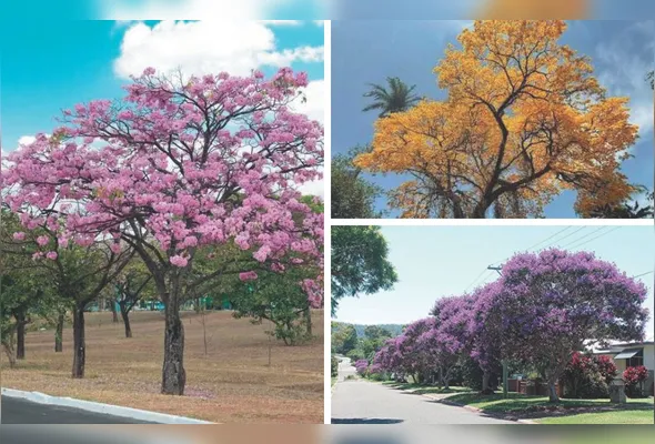 Imagem ilustrativa da imagem Serra terá mais 10 mil árvores nas ruas para enfrentar o calor