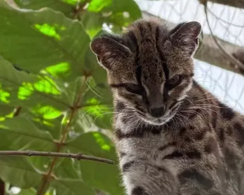 Imagem ilustrativa da imagem Brasileiro descobre nova espécie de felino após 100 anos