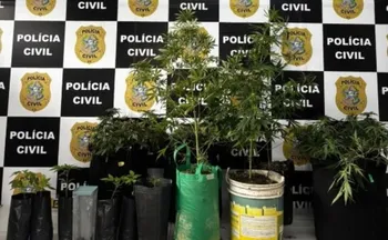 Imagem ilustrativa da imagem 15 pés de maconha são apreendidos em estrutura de cultivo clandestino na Serra