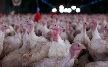 Imagem ilustrativa da imagem Agricultura confirma foco de doença de Newcastle em Santa Catarina